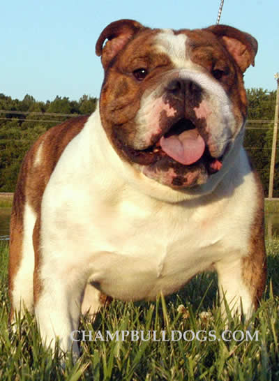 English Bulldog stud service