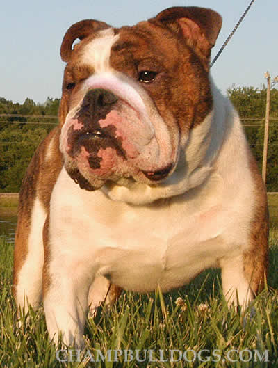 English Bulldog stud service