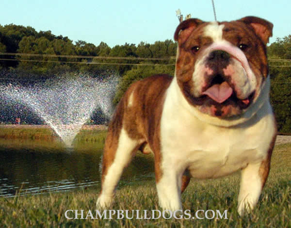 English Bulldog stud service