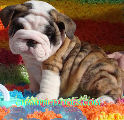 english bulldog puppies pictures