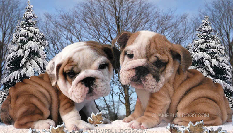English Bulldog puppies for sale , English Bulldog puppies for sale
