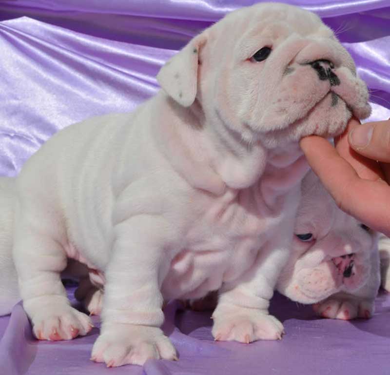 Champbulldogs.com 2014 special white male english bulldog puppy litter BEAU