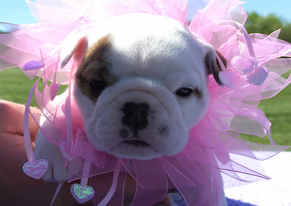 English Bulldog stud service