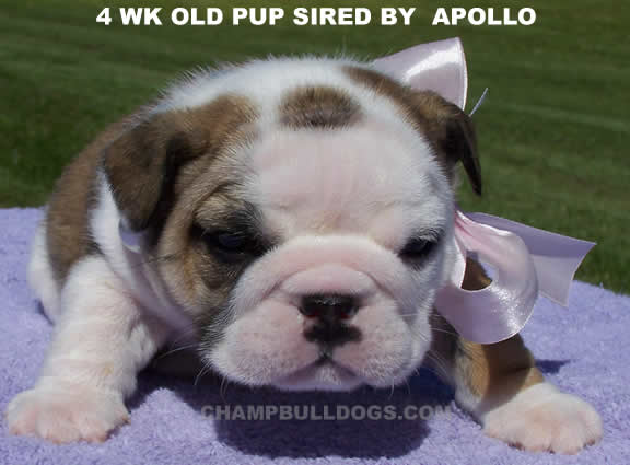 English Bulldog photos