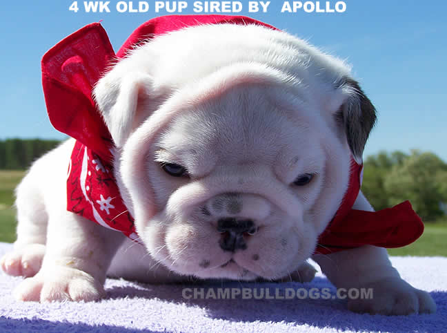 English Bulldog puppies