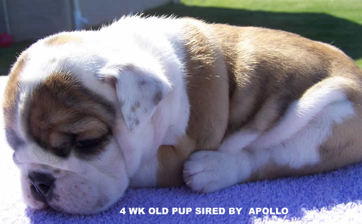 English Bulldog puppies for sale