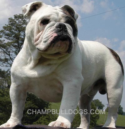 English Bulldog stud service