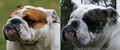 English Bulldog stud service