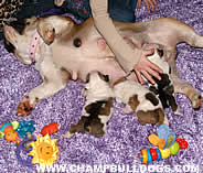 new born English Bulldog puppies 