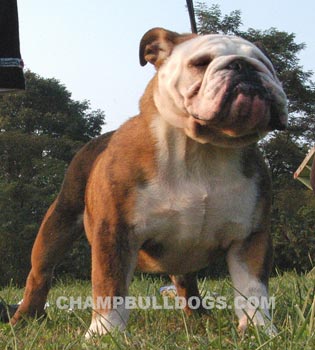 English Bulldog Champion 