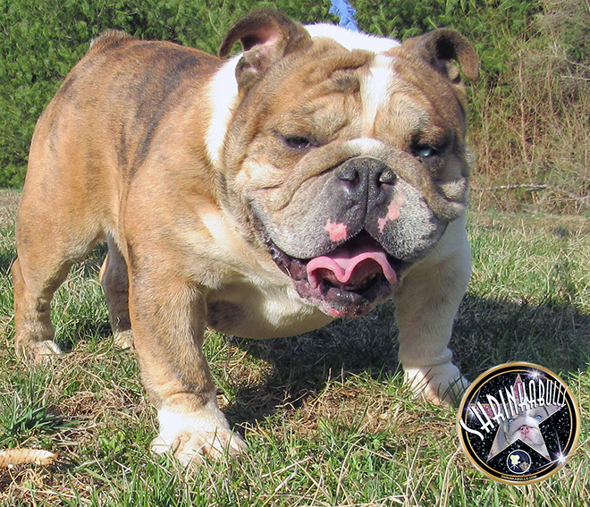 Yoda Blue Fawn Male FOR SALE