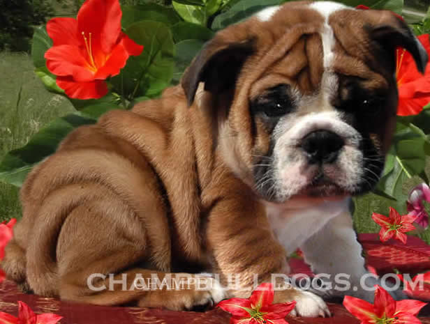English Bulldog puppies for sale
