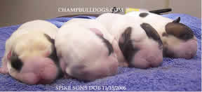 English Bulldog puppies for sale