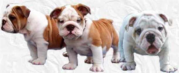English Bulldog puppies