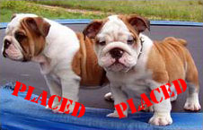 English Bulldog puppies for sale