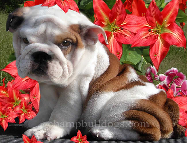 English Bulldog puppies for sale