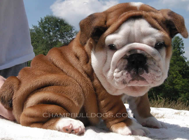 English Bulldog puppies for sale