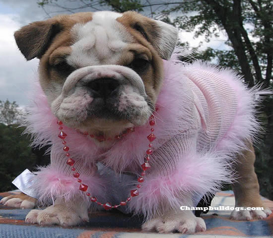 English bulldog picture