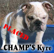 English Bulldog puppies for sale , English Bulldog puppies for sale
