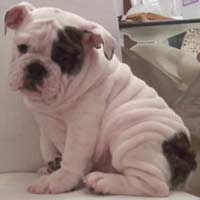 English Bulldog puppies