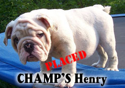 English Bulldog puppies for sale