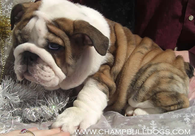 English Bulldog pictures