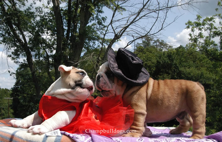 English bulldog pictures