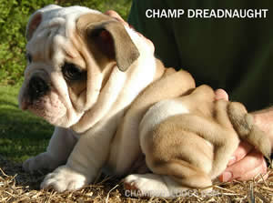 bulldog