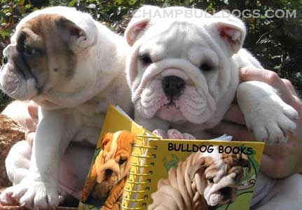 English Bulldog puppies