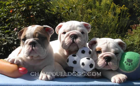 English bulldog puppies