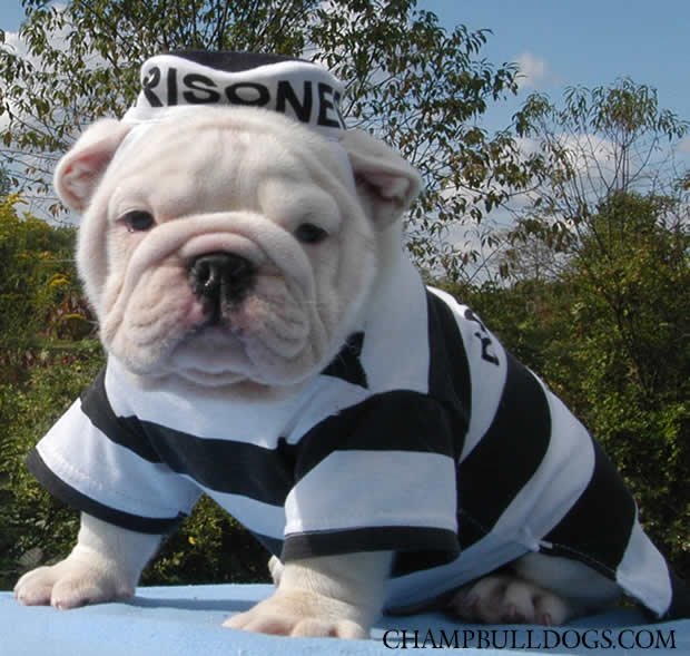 Bulldogs