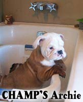 English Bulldogs
