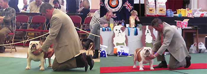 Showing FAMOUS AM AKC CH Mystyle Warrior Ocobo