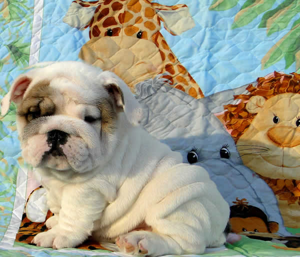 english bulldog puppies