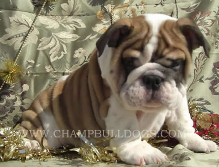 English Bulldog puppies pictures
