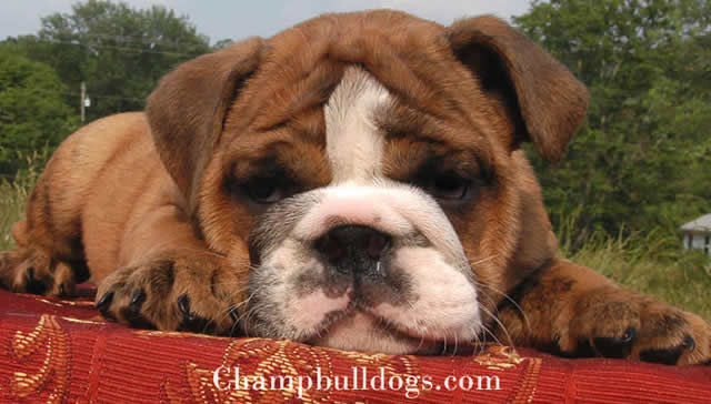 English Bulldog puppies for sale