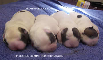English Bulldog puppies for sale