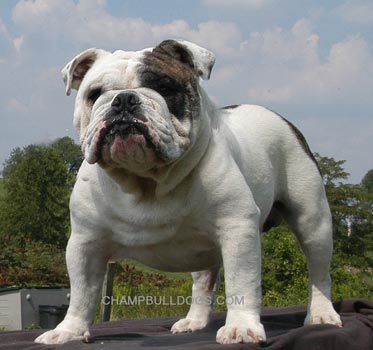 English Bulldog puppies for sale