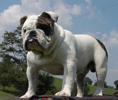 English Bulldog puppies for sale
