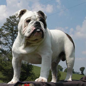 English Bulldog
