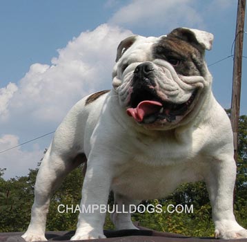 English Bulldog puppies for sale