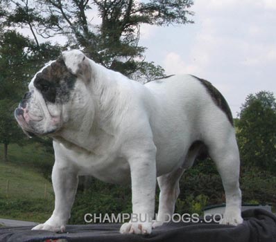 English Bulldog puppies for sale