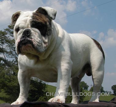 Champion English Bulldog 