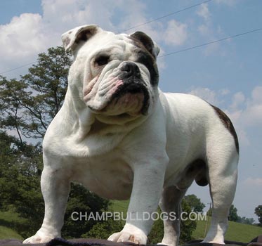 English Bulldog puppies 