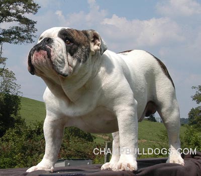 English Bulldog puppies for sale