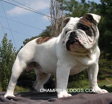 English Bulldog puppies for sale