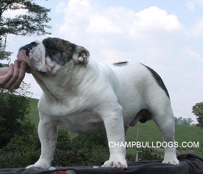 English Bulldog puppies for sale