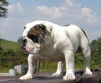 English Bulldog 
