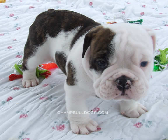 English Bulldog puppies for sale