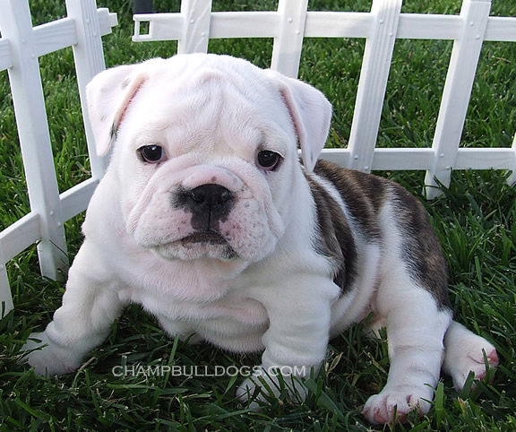 English Bulldog puppies for sale